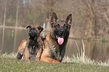 MALINOIS 1004